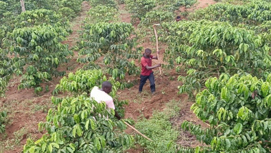 Kaffeeernte in Birinzi